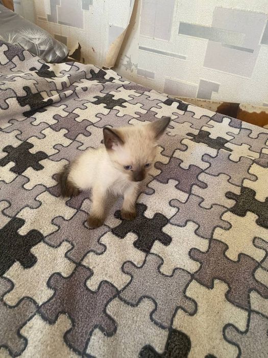 сиамские котята / сноу-шу, торг
