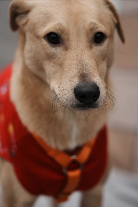 Песики з зони бойових дій мріють стати домашніми!