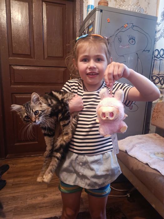 Віддам кошку в добрі руки