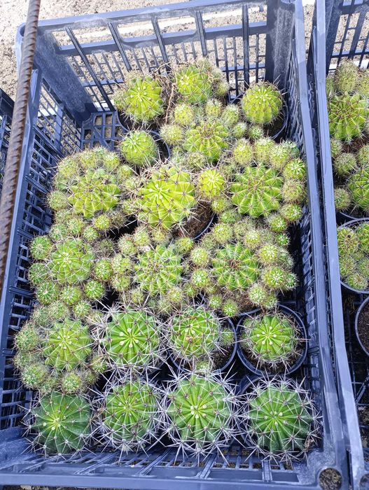Młode kwitnące kaktusy. Gatunek: Echinopsis eyriesii