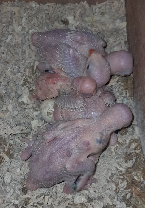 Ring necks para criar a mão