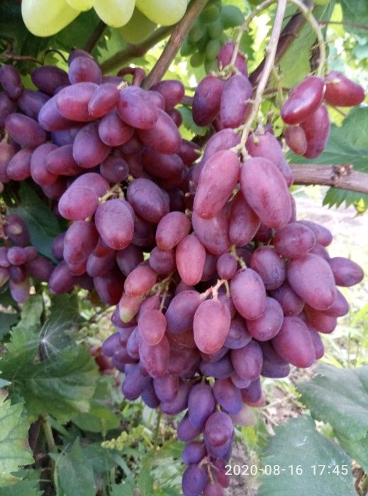 Саджанці винограду ( саженцы винограда ) .Кращі сорти ! Висока якість!