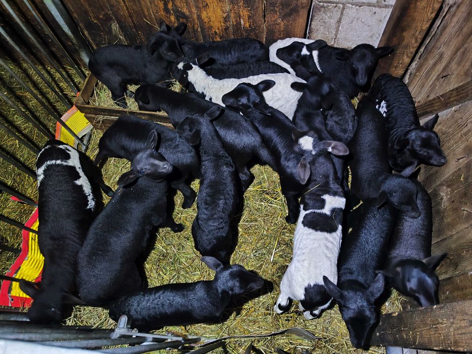 Jagnięta owieczki 1-7 miesięcy 50% Dorper/Kamerun - ojciec 100% Dorper