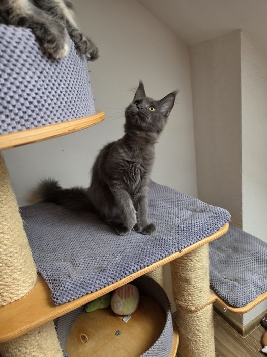 Niebieska dymna koteczka Maine coon