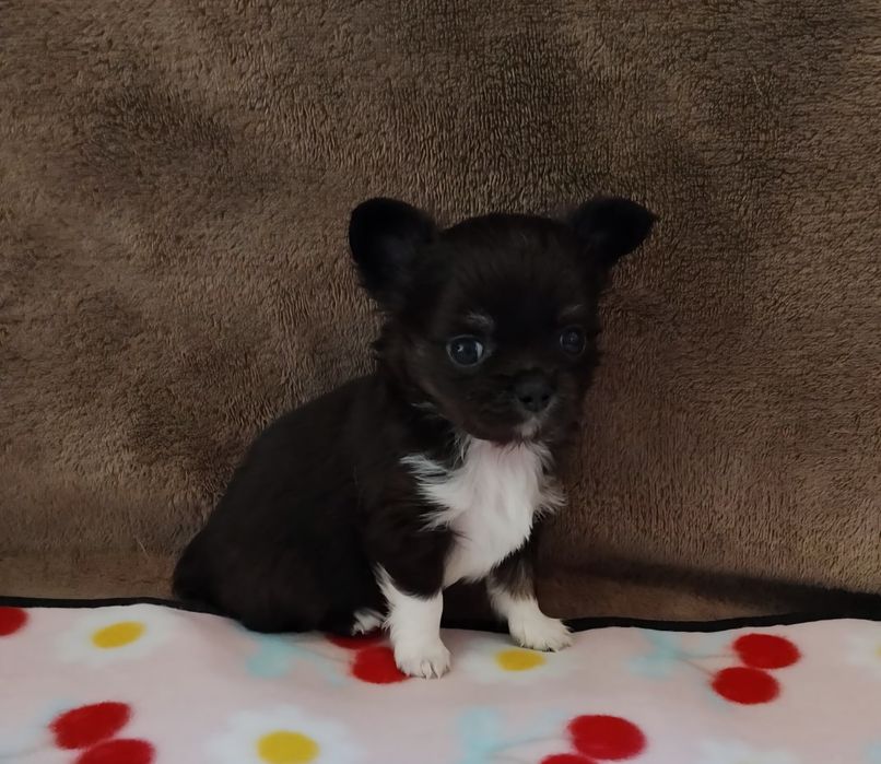 Chihuahua piesek