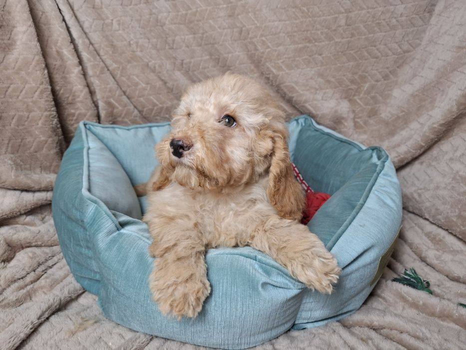 pudel miniaturowy piesek