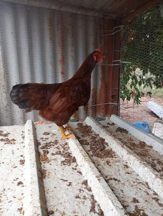 Ovos férteis - rohde island red