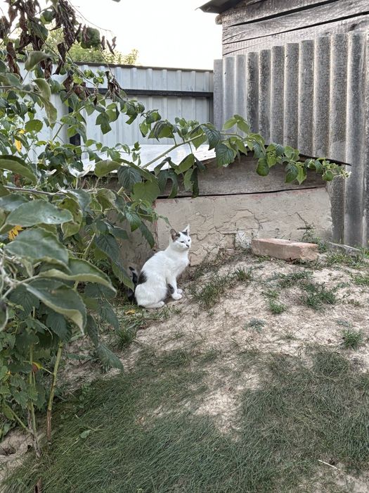 Продам 4 кошенят