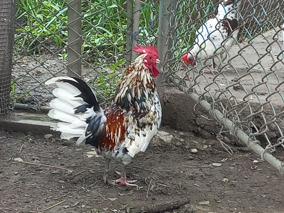 Яйця карликові кури бентамки курчата (Американка)