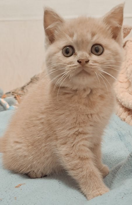 Шотландські кошенята