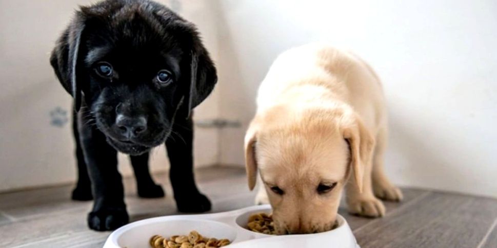 Без зерновой корм для собак /щенков гипоалергенный Monster