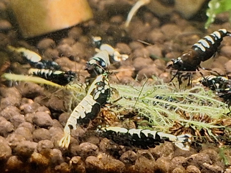 Akwarium z krewetkami Galaxy