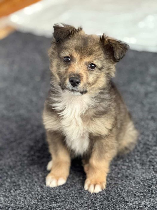 Цуценя собачка щеня