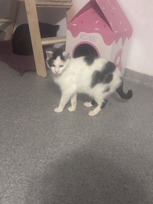 Bajka mloda koteczka do adopcji