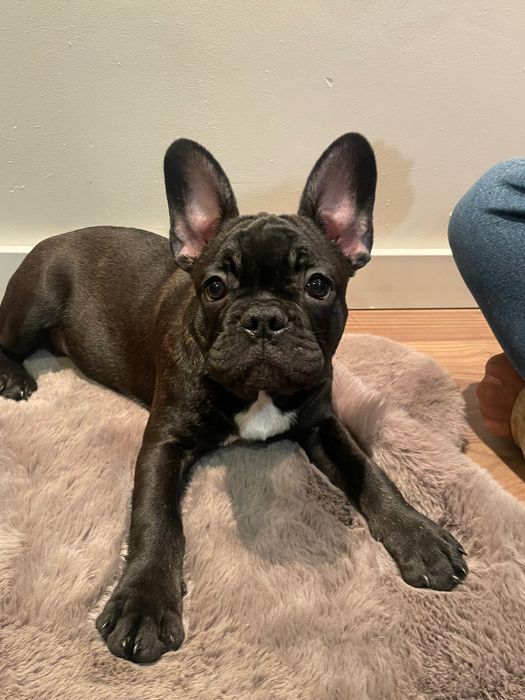 Buldog francuski- szczeniak