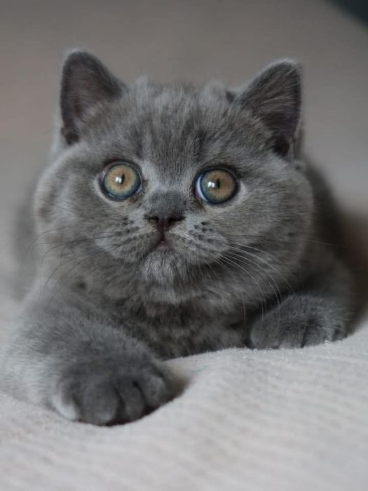 Шотландский котёнок мальчик