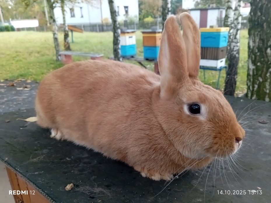 Królik Króliki Samica