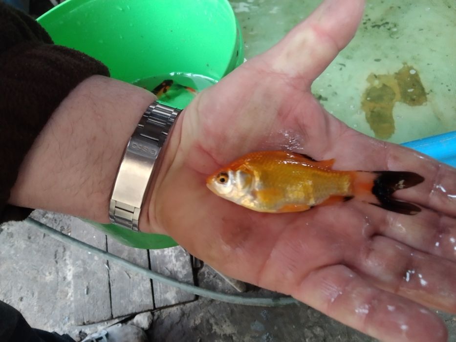 Karaś welonek koi lin złoty amur orfa