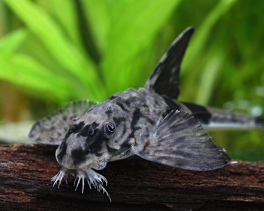 Loricaria Similima - SKALMAR Sklep Akwarysty