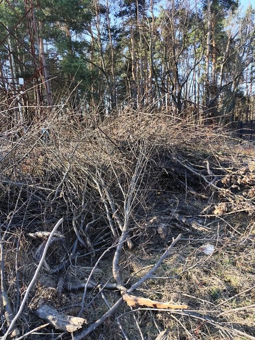 Gałęzie z wycinki chrust za darmo drewno