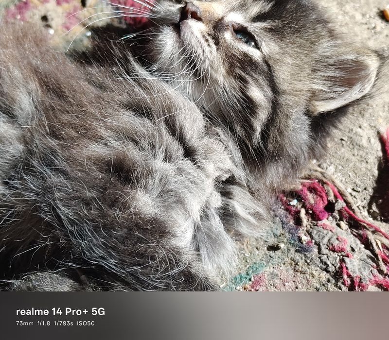 Віддам котенят в добрі руки (5 місять)