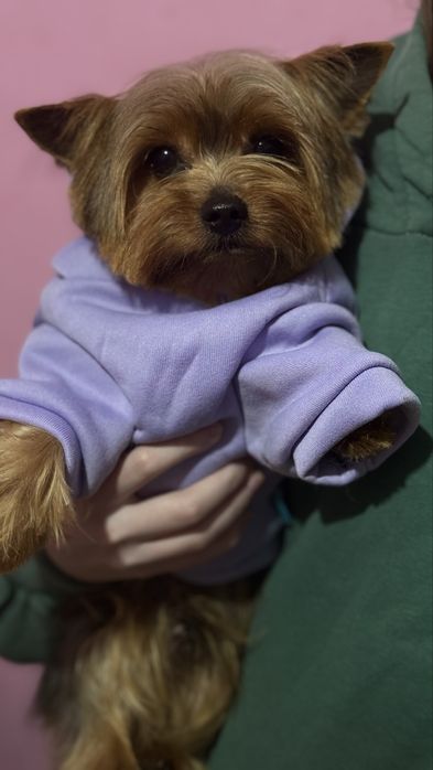 Мальчик йоркширского терьера