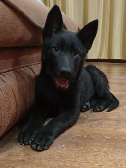 Щенки черной немецкой овчарки