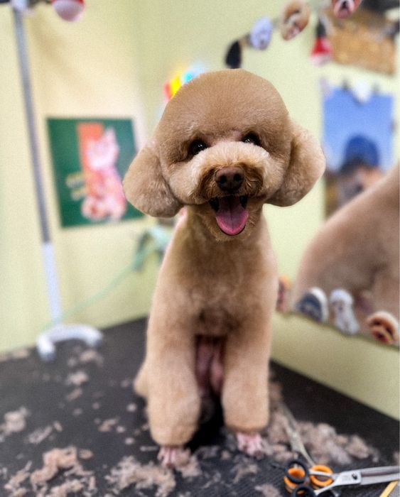 Грумінг на лівому березі