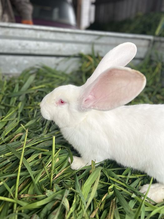 Кролики Бельгійський фландр