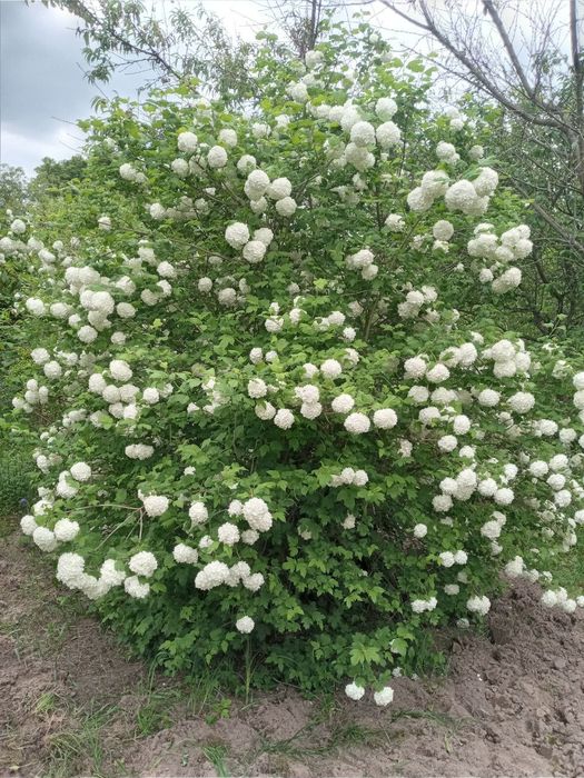 Калина Бульденеж