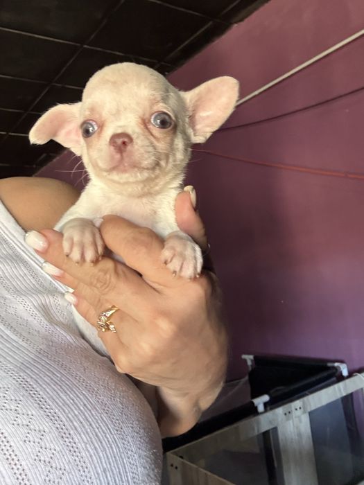 Menino Chihuahua  *lindissimo“ de bolso.