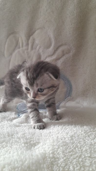 Кошенята вислоушки