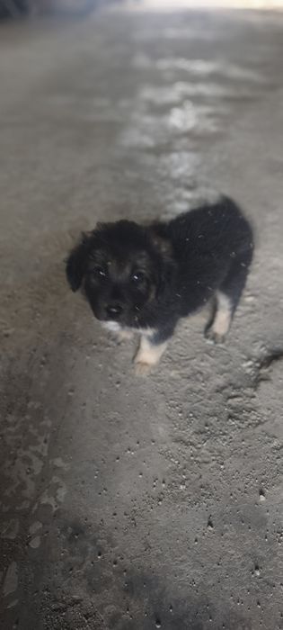Cachorros para adoção