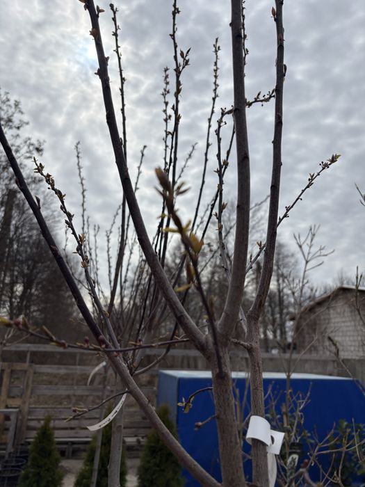 Śliwa wiśniowa (Prunus cerasifera pissardii)