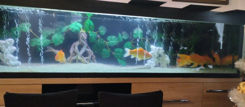 Akwarium lub same ryby na sprzedaż