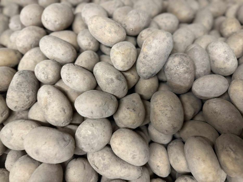 Sprzedam ziemniaki wielkości sadzeniaka