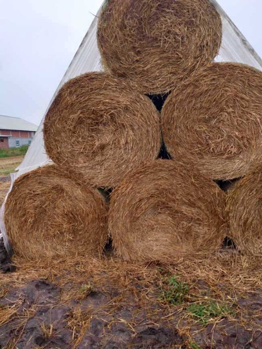 Sprzedam słomę żytnią.