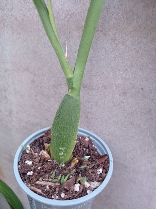 Орхидея Камбрия.