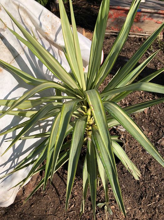 Yuca planta de interior ou exterior