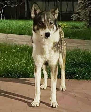 Шукаємо лайку. Поліський район,  межа з Житомирською обл.