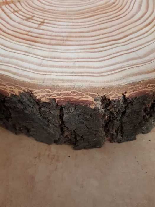 Plastry drewna daglezja duże 55 cm