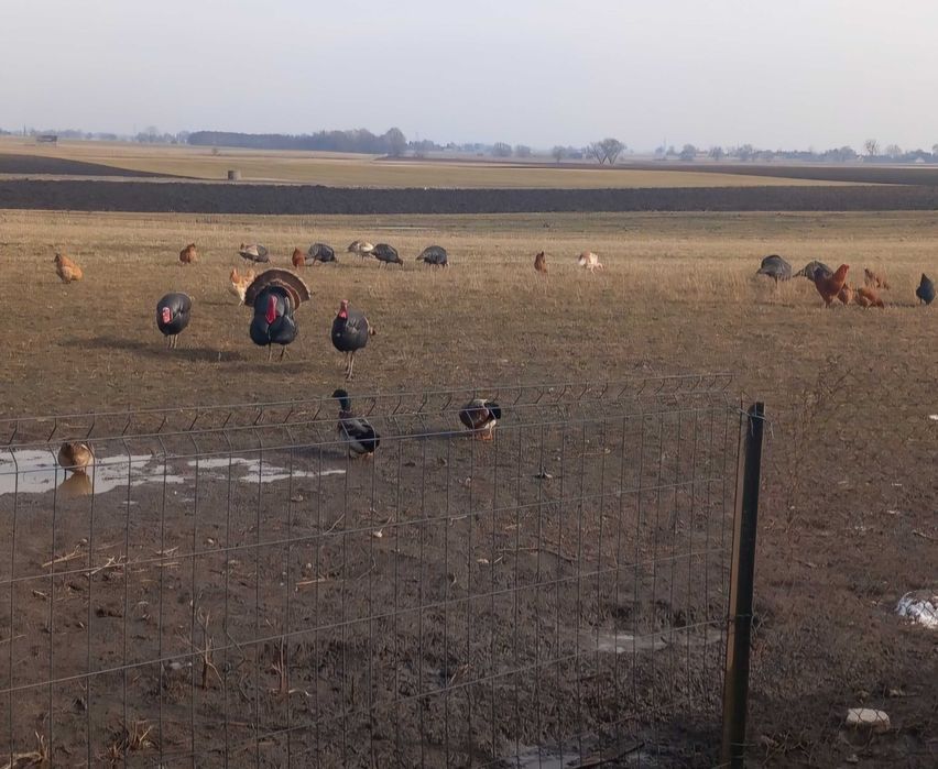 Sprzedam indyki, indory