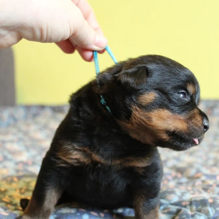 Цуцики ротвейлера