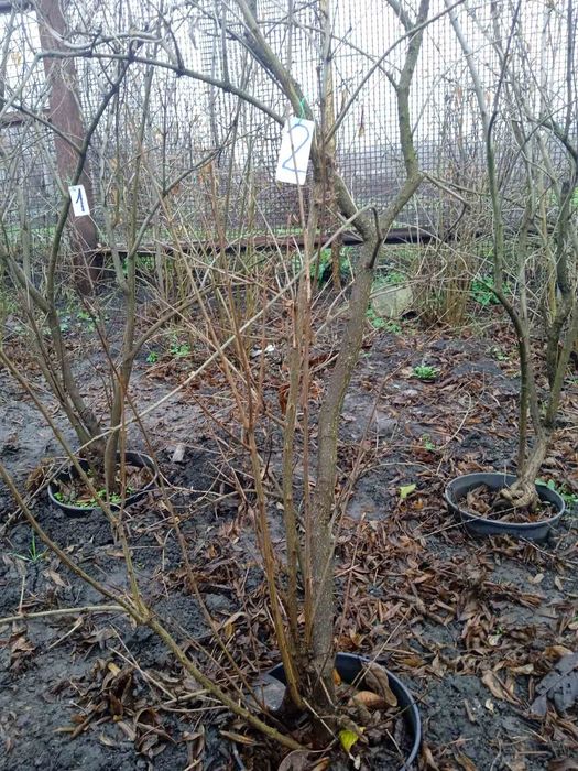 Гранатові дерева