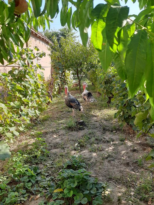 Продам їндикив на племя