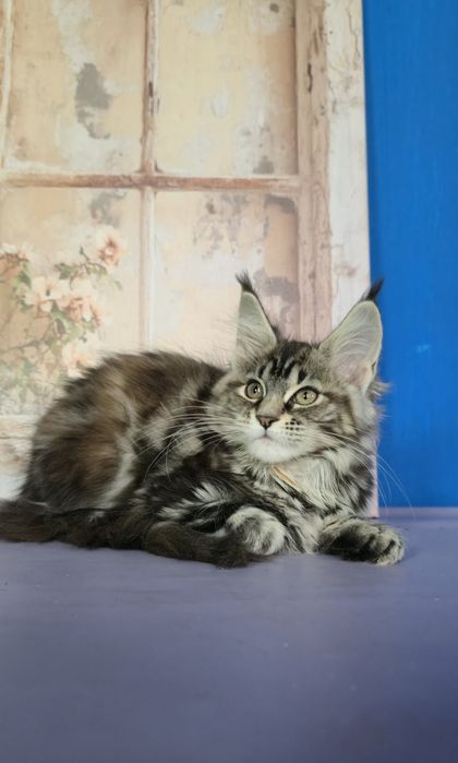 Мейн Кун дівчатка