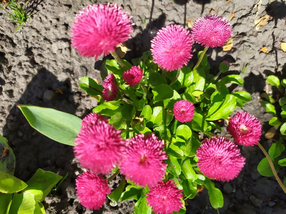 Коврики на гірку, хоста, армерія, примула, кам'яна роза молодило.