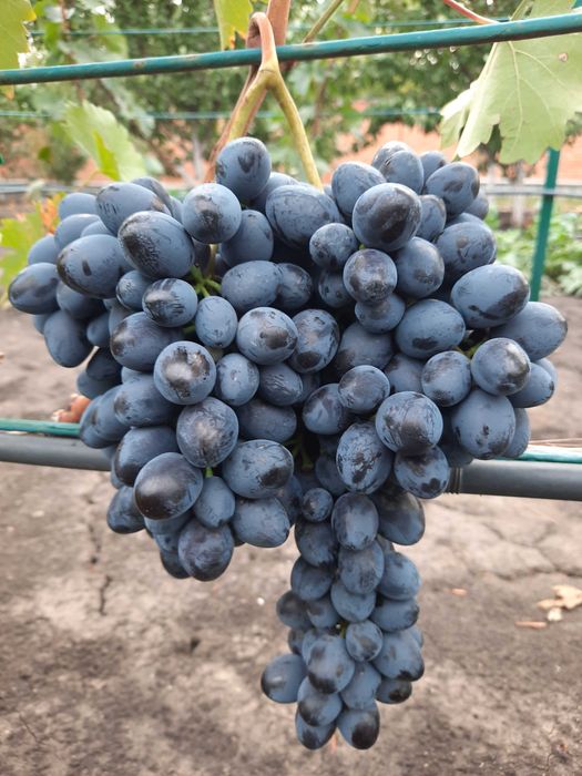 Черенки винограда