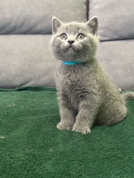 Kot brytyjski NIEBIESKI