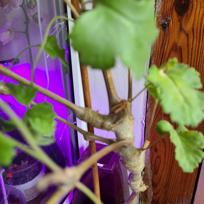 Взрослая видовая пеларгония Gibbosum